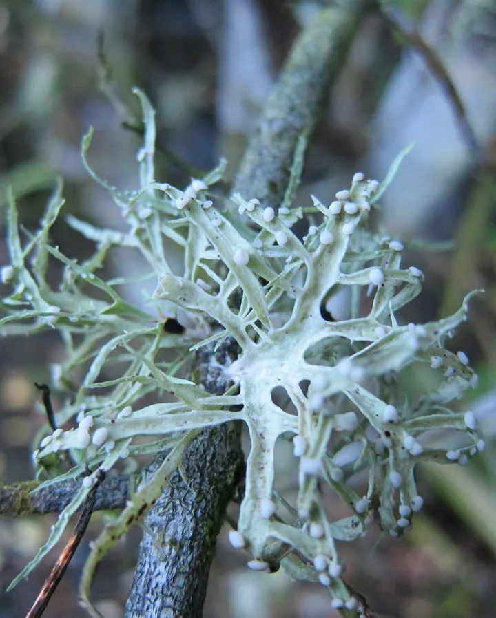 Foto yang diasosiasikan dengan Ramalina celastri pada iNaturalist