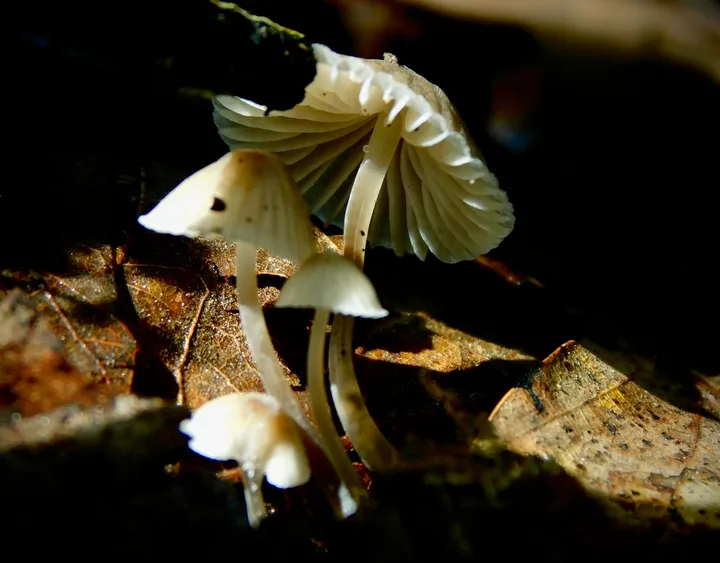 Foto yang diasosiasikan dengan Mycena leptocephala pada iNaturalist