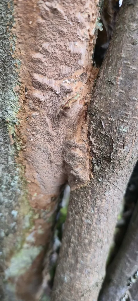 Foto yang diasosiasikan dengan Fuscoporia ferrea pada iNaturalist