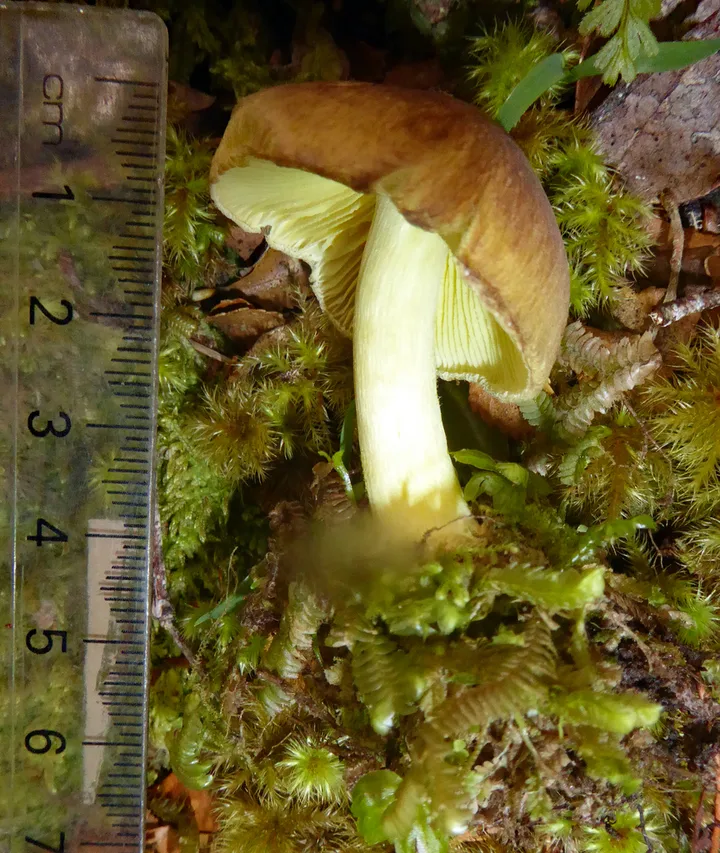 Foto yang diasosiasikan dengan Porpoloma amyloideum pada iNaturalist