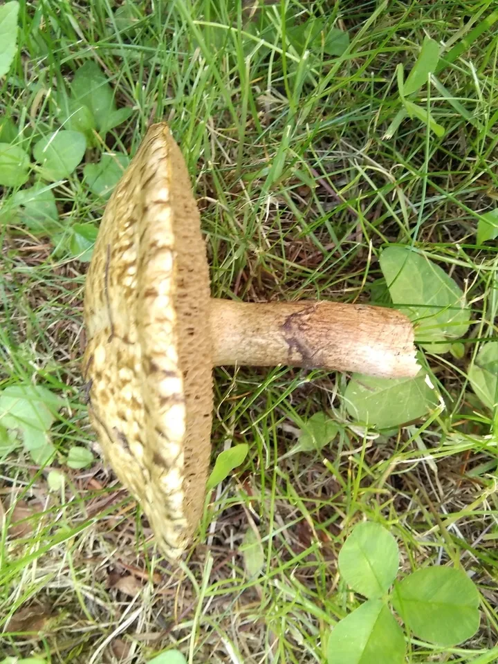 Foto yang diasosiasikan dengan Suillus viscidus pada iNaturalist