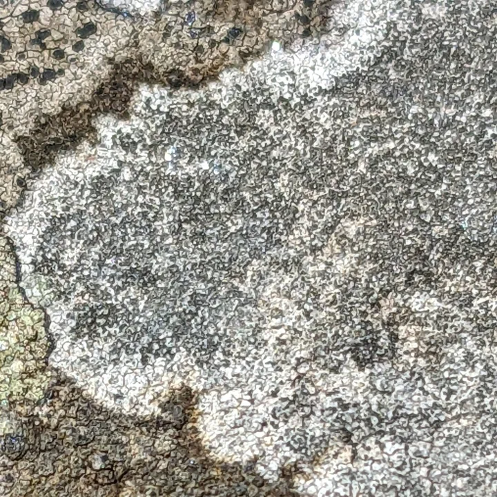 Foto yang diasosiasikan dengan Porpidia tuberculosa pada iNaturalist