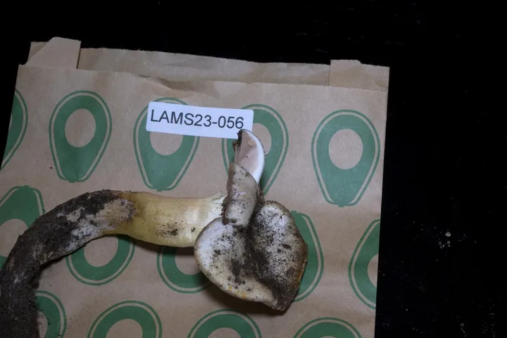 Foto yang diasosiasikan dengan Entoloma ferruginans pada iNaturalist