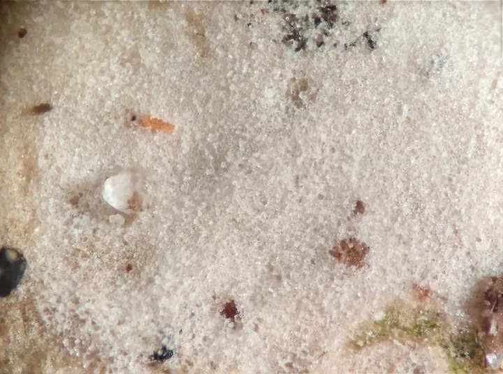 Foto yang diasosiasikan dengan Radulomyces rickii pada iNaturalist