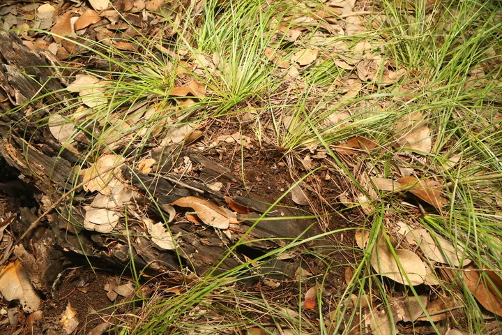 Foto yang diasosiasikan dengan Chorioactis geaster pada iNaturalist
