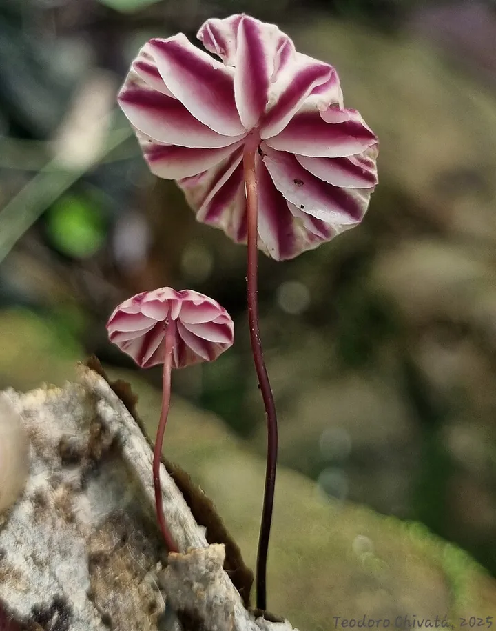 Foto yang diasosiasikan dengan Marasmius tageticolor pada iNaturalist