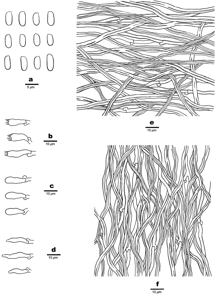 Ilustrasi struktur morfologi Fomitopsis bambusae menurut keterangan sumber