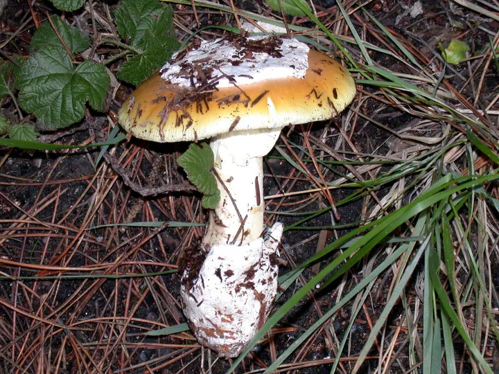 Foto yang diasosiasikan dengan Amanita calyptroderma pada iNaturalist