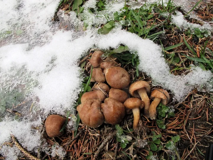 Foto yang diasosiasikan dengan Hebeloma excedens pada iNaturalist