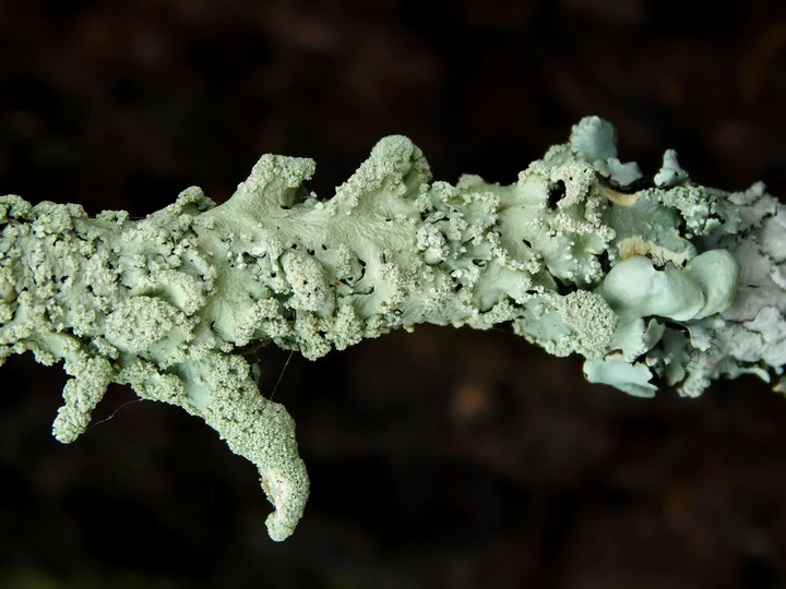 Foto yang diasosiasikan dengan Flavoparmelia caperata pada iNaturalist