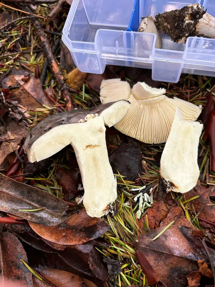 Foto yang diasosiasikan dengan Russula atroglauca pada iNaturalist