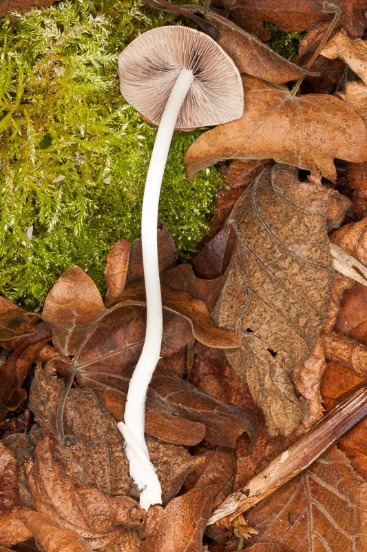 Foto yang diasosiasikan dengan Britzelmayria multipedata pada iNaturalist