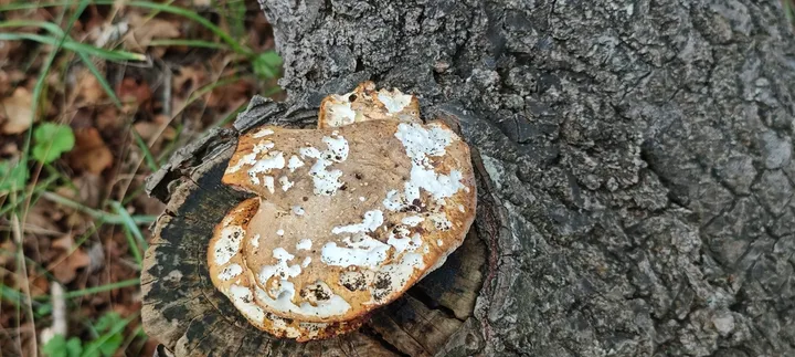 Foto yang diasosiasikan dengan Neolentinus cyathiformis pada iNaturalist