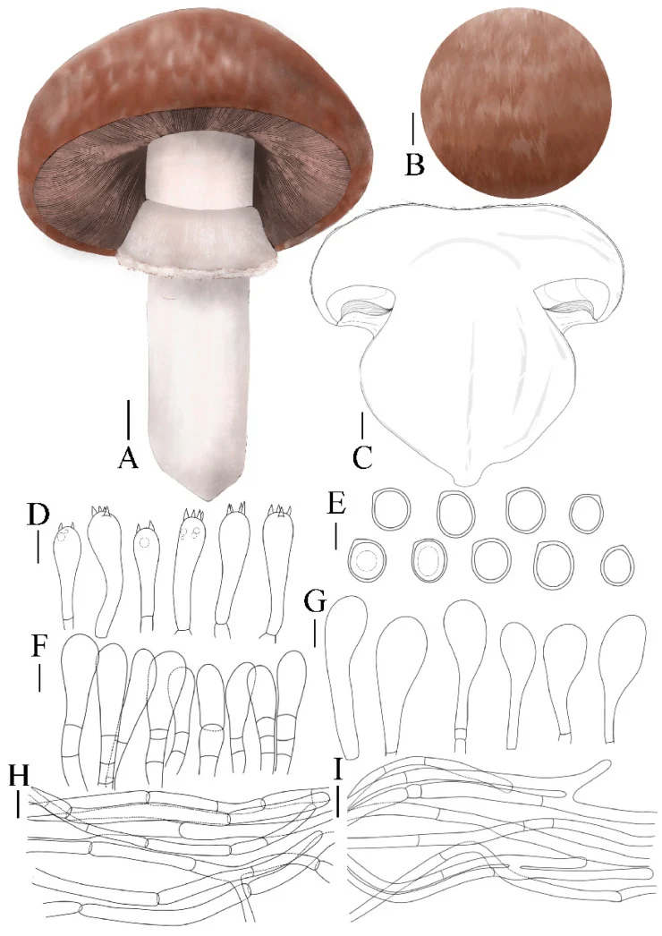 Pelat ilmiah Agaricus subperonatus menurut sumber