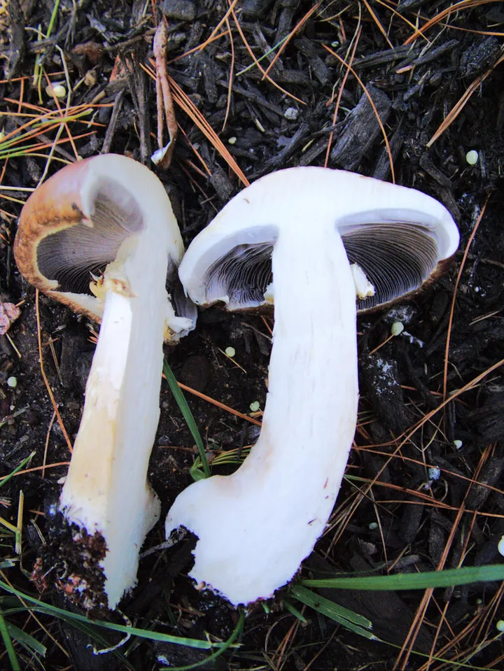 Foto yang diasosiasikan dengan Stropharia rugosoannulata pada iNaturalist