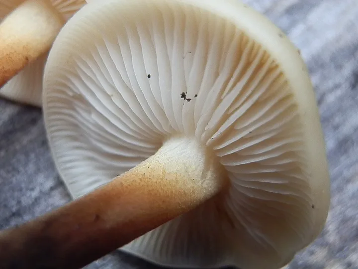Foto yang diasosiasikan dengan Flammulina populicola pada iNaturalist