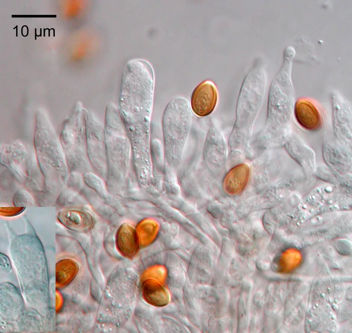 Foto yang diasosiasikan dengan Psilocybe makarorae pada iNaturalist