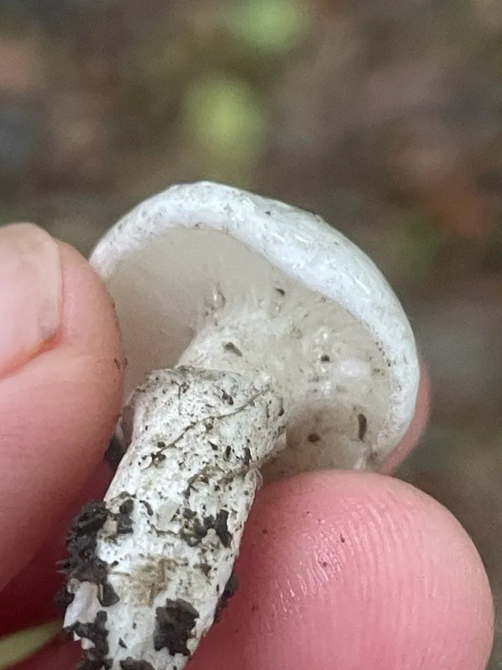 Foto yang diasosiasikan dengan Tricholomella constricta pada iNaturalist