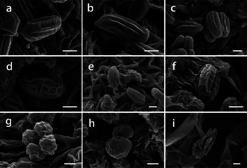 Pelat SEM komparatif: basidiospora Clitopilus baronii pada a–c, spesies pembanding pada d–i