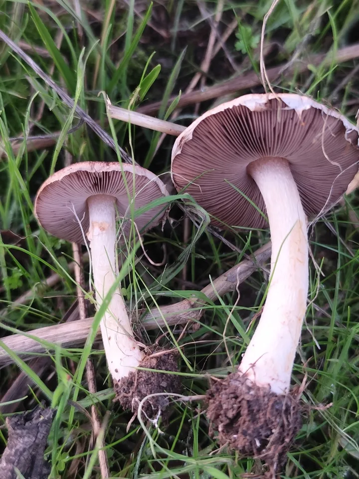 Foto yang diasosiasikan dengan Agaricus dulcidulus pada iNaturalist
