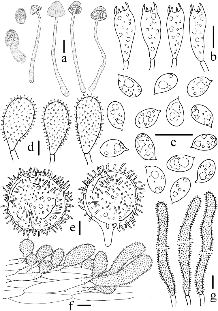 Ilustrasi struktur morfologi Mycena griseotincta menurut keterangan sumber