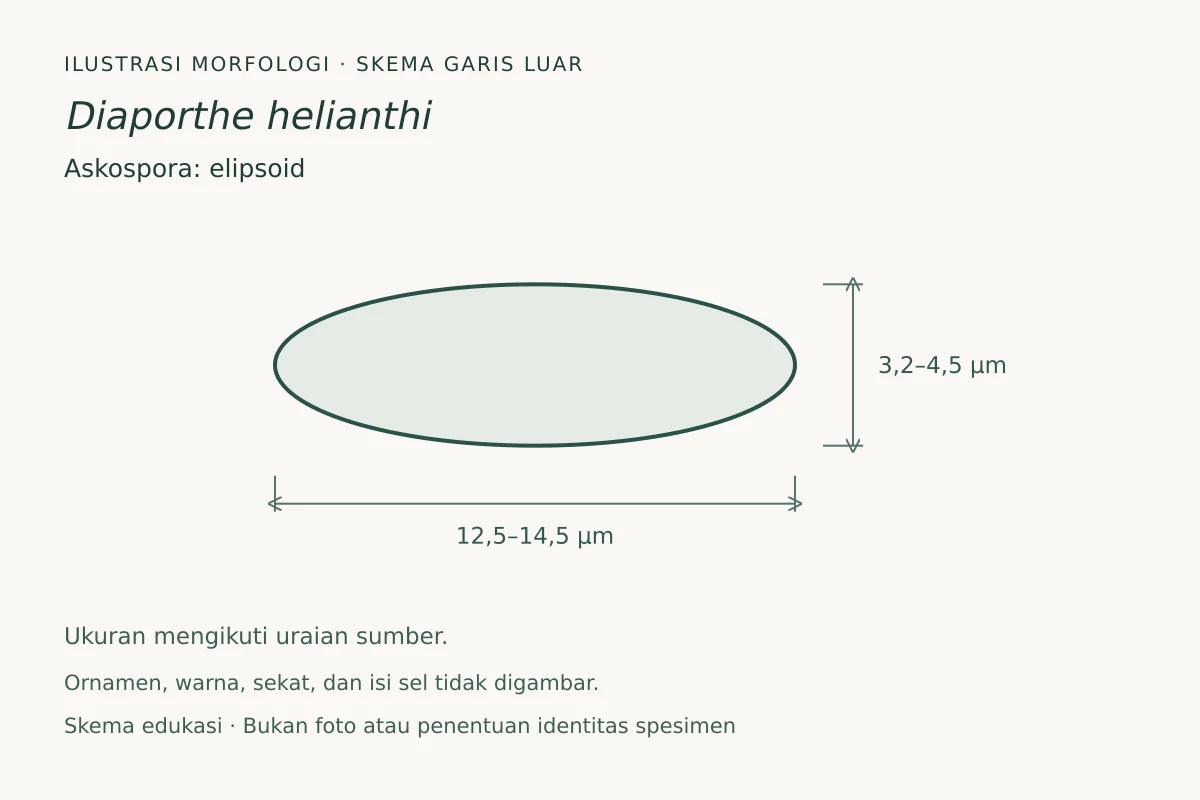 Skema garis luar askospora Diaporthe helianthi: elipsoid, ukuran 12,5–14,5 × 3,2–4,5 µm