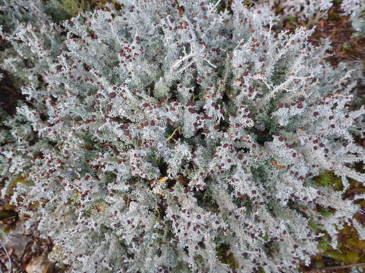 Foto yang diasosiasikan dengan Stereocaulon ramulosum pada iNaturalist