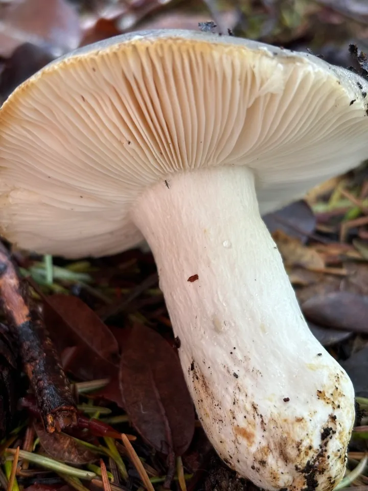Foto yang diasosiasikan dengan Russula atroglauca pada iNaturalist