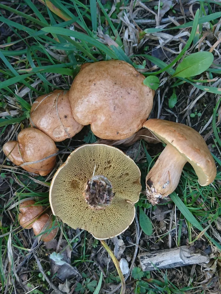 Foto yang diasosiasikan dengan Suillus bovinus pada iNaturalist