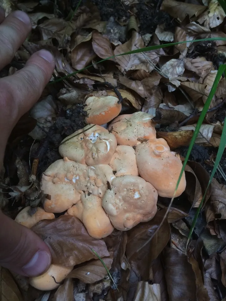 Foto yang diasosiasikan dengan Hydnum repandum pada iNaturalist
