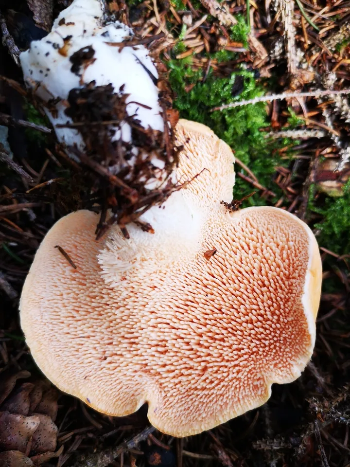 Foto yang diasosiasikan dengan Hydnum repandum pada iNaturalist