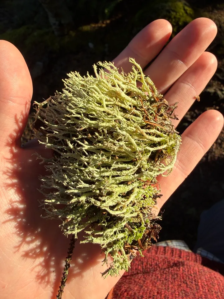 Foto yang diasosiasikan dengan Cladonia scabriuscula pada iNaturalist