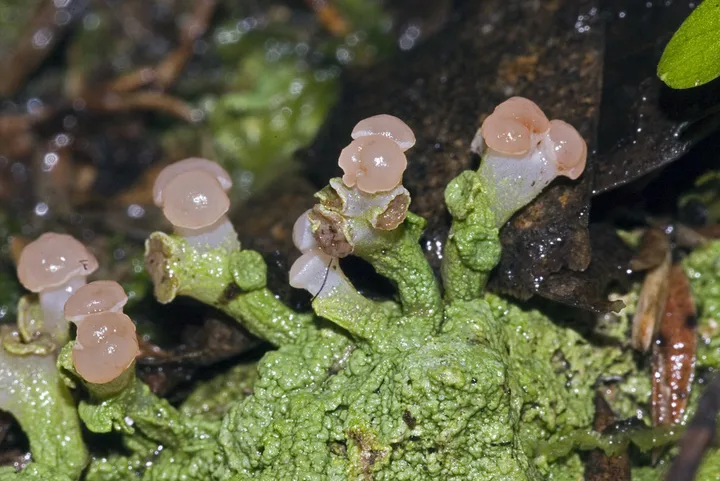 Foto yang diasosiasikan dengan Baeomyces heteromorphus pada iNaturalist