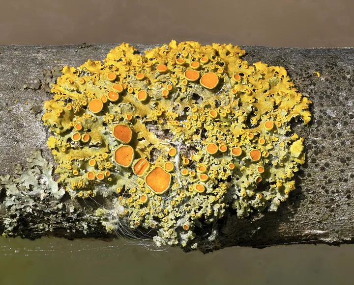 Foto yang diasosiasikan dengan Gallowayella hasseana pada iNaturalist