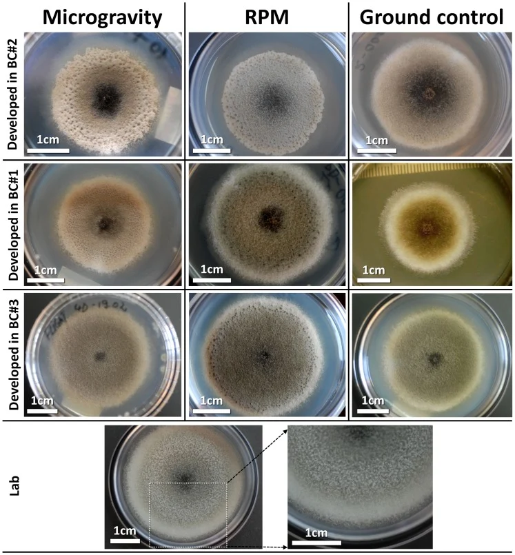 Koloni Alternaria chartarum, bernama Ulocladium chartarum pada sumber, dalam kondisi penelitian yang berbeda