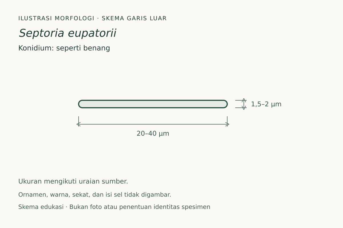 Skema garis luar konidium Septoria eupatorii: seperti benang, ukuran 20–40 × 1,5–2 µm
