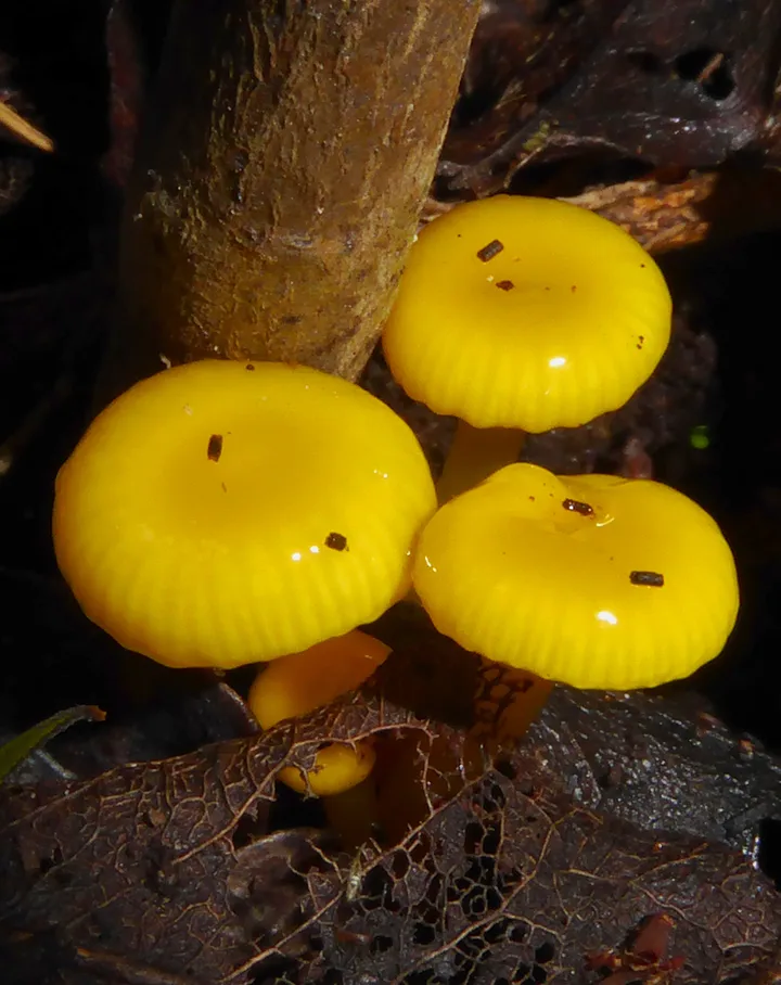 Foto yang diasosiasikan dengan Gloioxanthomyces chromolimoneus pada iNaturalist