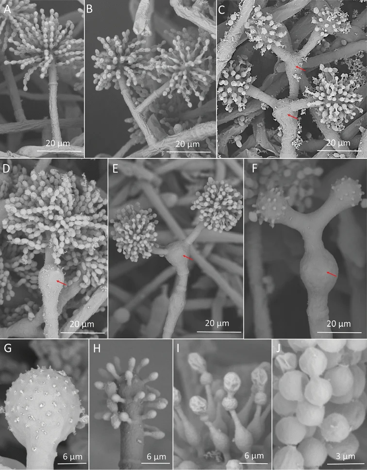 Pelat ilmiah Escovopsis multiformis menurut sumber