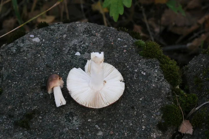 Foto yang diasosiasikan dengan Russula atrorubens pada iNaturalist