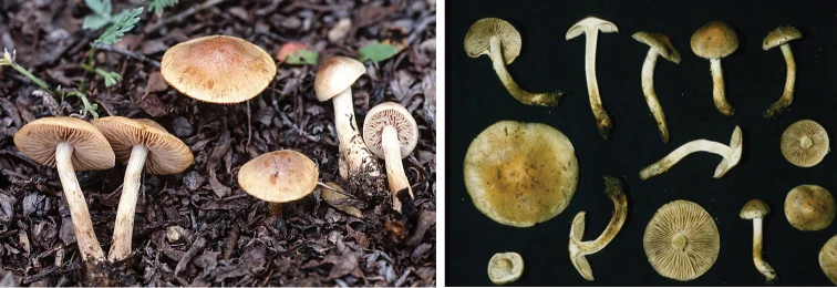 Pelat ilmiah Hebeloma mesophaeum menurut sumber