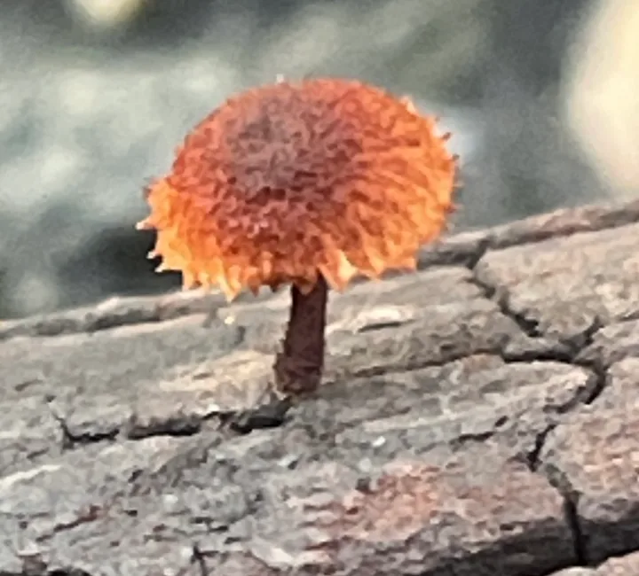 Foto yang diasosiasikan dengan Phaeomarasmius erinaceus pada iNaturalist