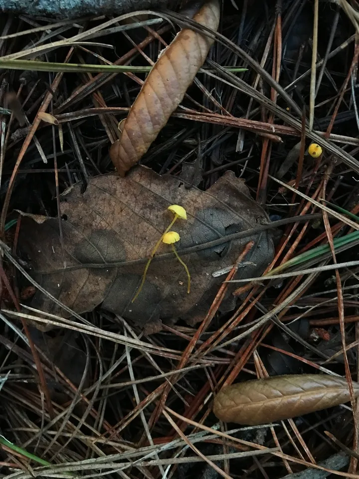 Foto yang diasosiasikan dengan Hemimycena oregonensis pada iNaturalist