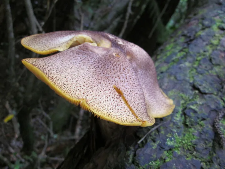 Foto yang diasosiasikan dengan Tricholomopsis ornaticeps pada iNaturalist