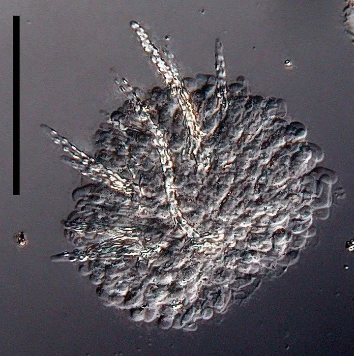 Foto yang diasosiasikan dengan Subulicystidium longisporum pada iNaturalist
