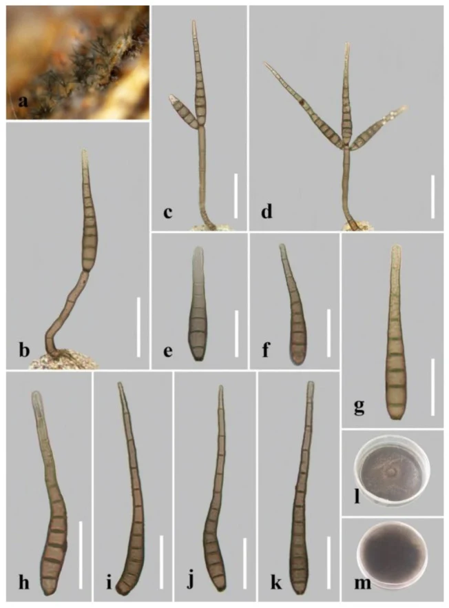 Pelat ilmiah Distoseptispora bambusae menurut sumber