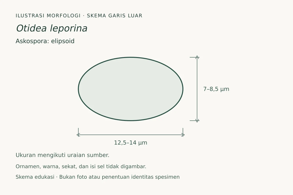 Skema garis luar askospora Otidea leporina: elipsoid, ukuran 12,5–14 × 7–8,5 µm