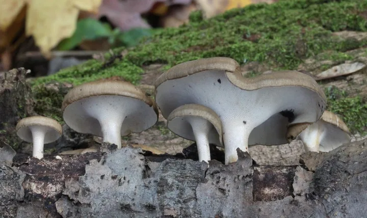 Foto yang diasosiasikan dengan Lentinus brumalis pada iNaturalist