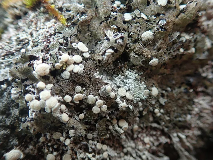 Foto yang diasosiasikan dengan Ochrolechia upsaliensis pada iNaturalist
