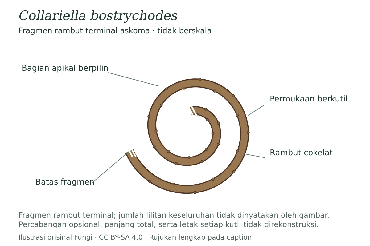 Fragmen konseptual rambut terminal Collariella bostrychodes yang cokelat, berpilin, dan berkutil; tidak berskala