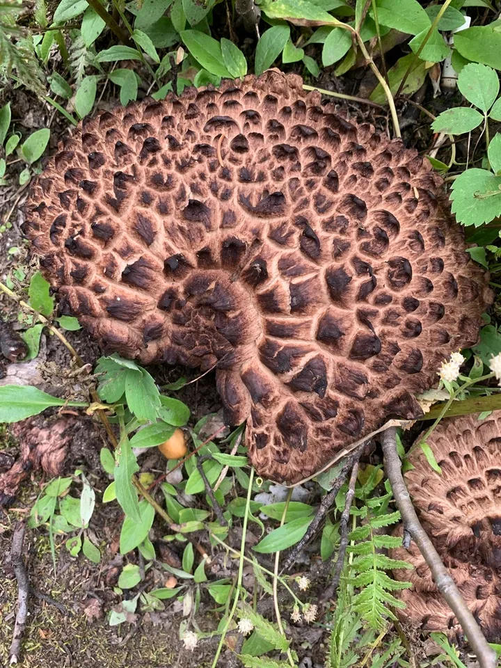 Foto yang diasosiasikan dengan Sarcodon imbricatus pada iNaturalist